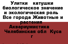 Улитки – катушки: биологическое значение и экологическая роль - Все города Животные и растения » Аквариумистика   . Челябинская обл.,Куса г.